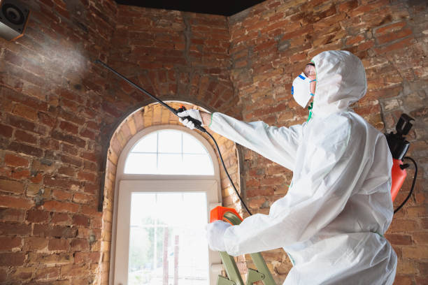 Why You Should Choose Our Mold Remediation Services in Roseville, MN